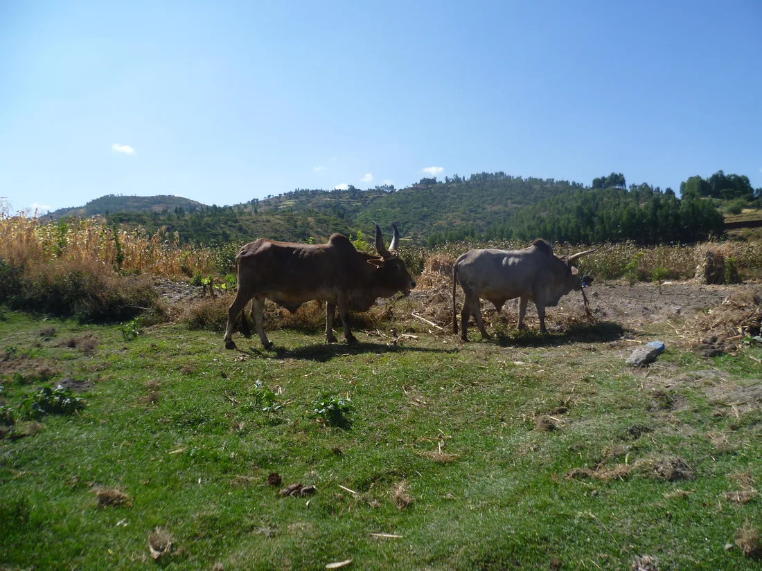 Cattle in the Ethiopian landscape