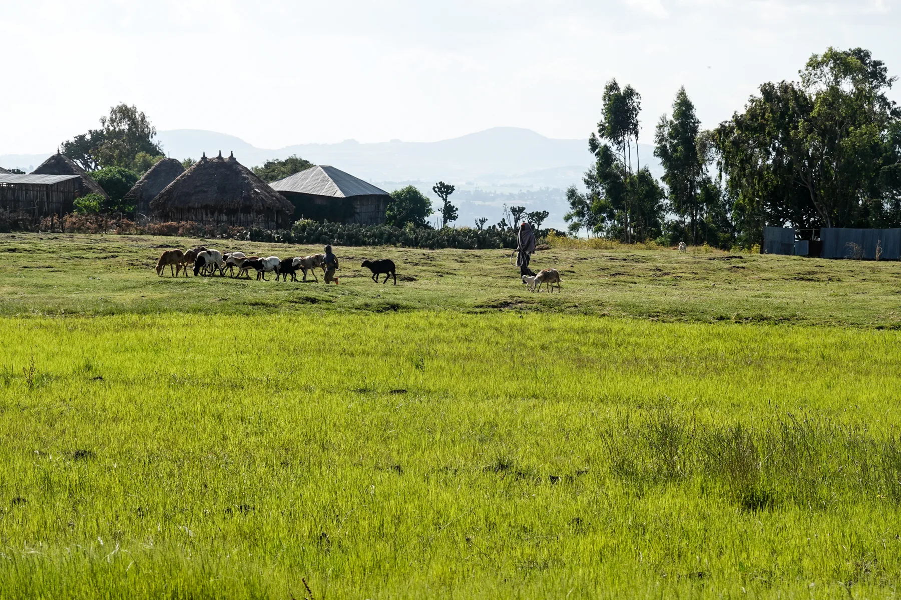 Cultivated teff fields in Oromia, Ethiopia